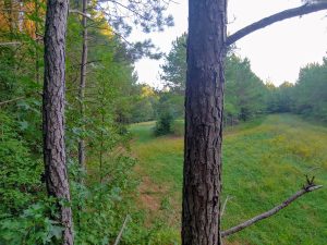 Hardwood Hunting Tract