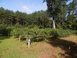 Ogeechee Vineyard Tract