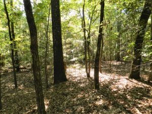 Hunting, Timber, Homesite