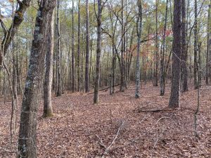 Wooded Country Homesite