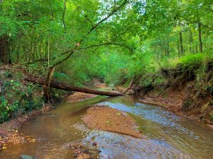 White Oak Creek Tract