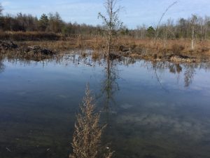 Gum Creek Preserve