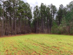 Pine Timber & Hardwoods