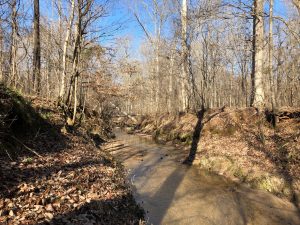 Timber Investment & Recreation