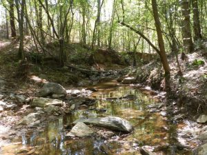 West Baldwin Hunting & Timber