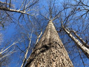 Recreational Timber Investment
