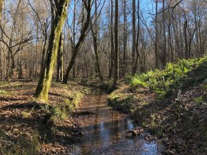 Diverse Hunting & Timber Tract