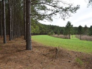 Mature Timber Hunting Investment
