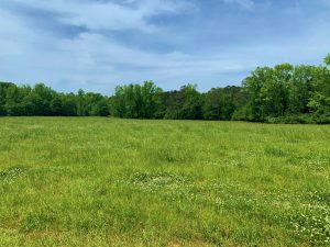 Timber & Country Homesite