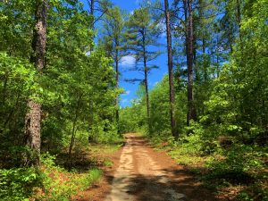 Timber Investment – Great Recreation