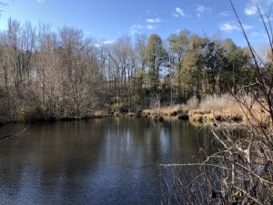 Pond, Timber, & Hunting