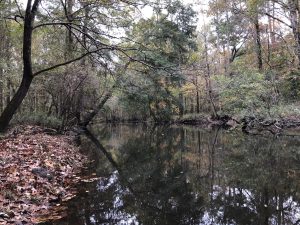 Ohoopee River Hunting Paradise