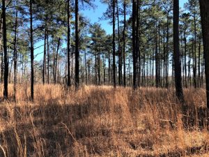 Timbered Country Homesite