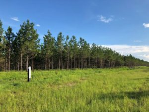 Springhaven Country Lot
