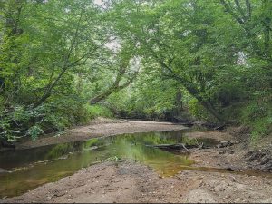 Brier Creek Hunting & Timber