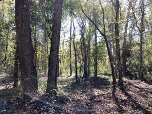 Hunting Tract 30 Minutes from Macon