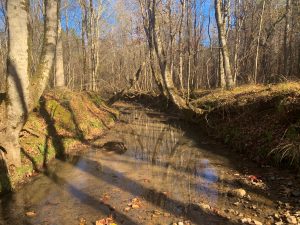 Pond, Creek, & Old Timber