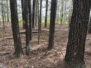 Big Rock Road Homesite