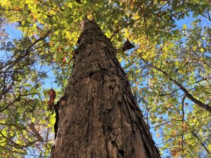Affordable Timber & Hunting