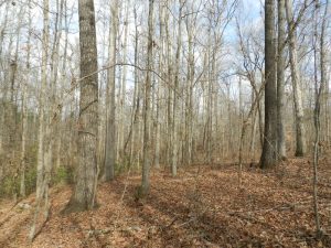 North Butts County Tract