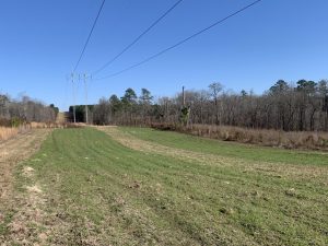 Planted Pine w/ Good Creek