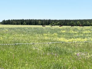 Country Living & Pastureland