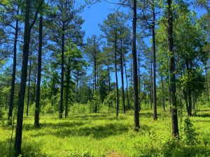 North Hancock Homesite