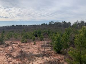 Hunting, Timber, Recreation