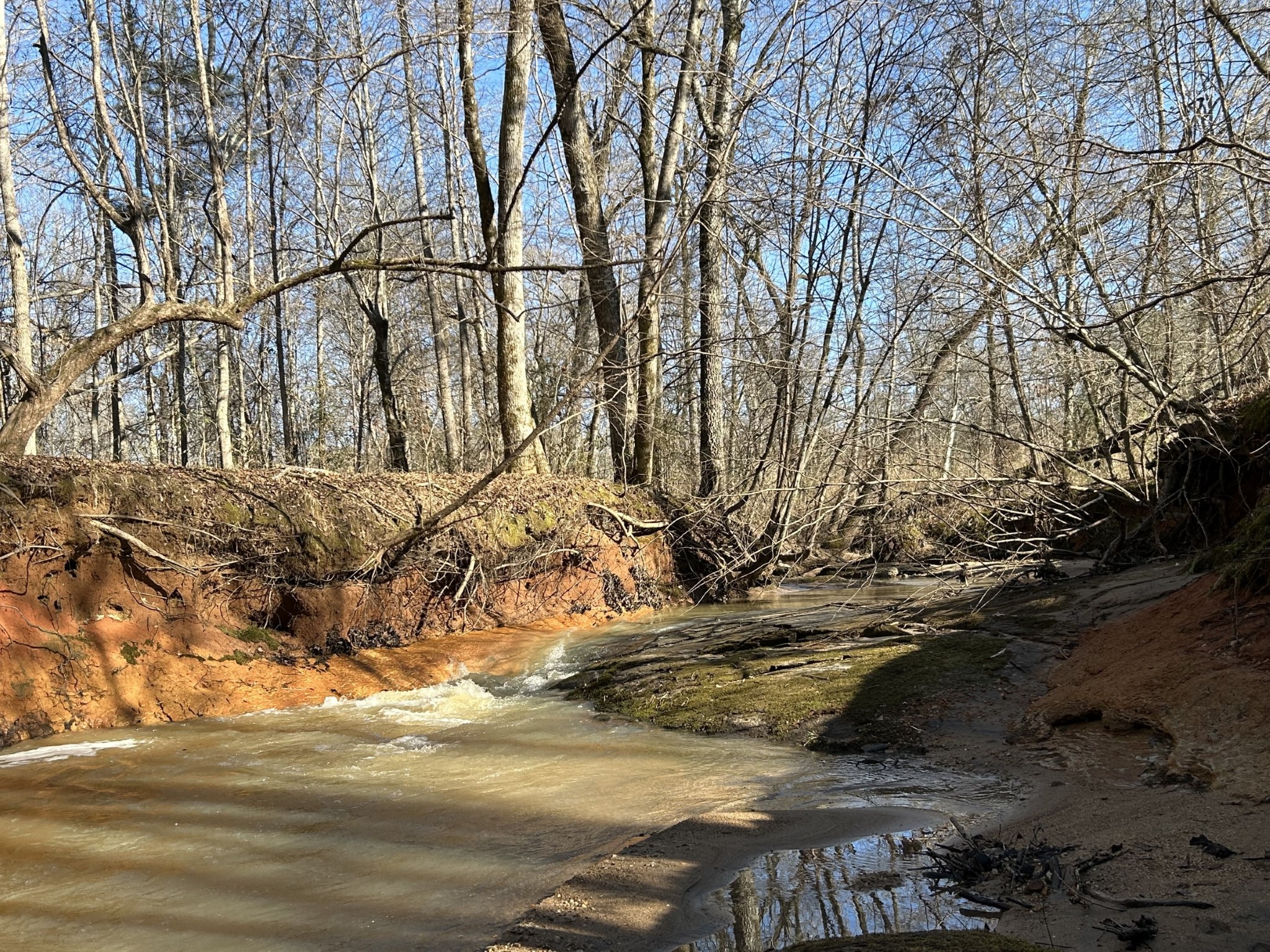 Lake Area Timberland