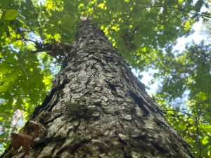 Hunting Tract & Homesite