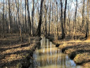 Falling Creek Timberlands