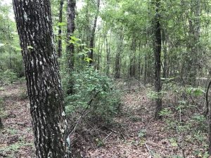 South Johnson Hunting & Timber