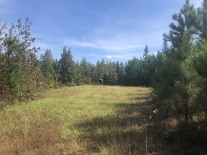 Affordable Hunting Land