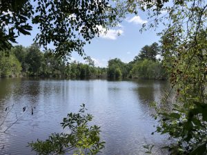 4.5 Acre Pond & Timber Land