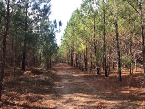 Black Creek Road Tree Farm