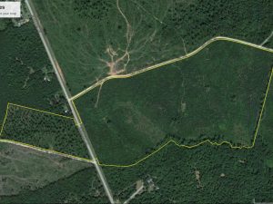Springfield Rd. Timber Tract