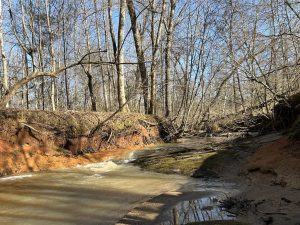 Lake Area Timberland