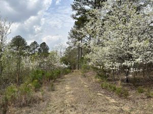 Hunting Land Near Milledgeville