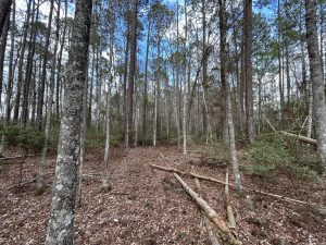 Lot Near WMA/Altamaha River