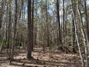 Lot Next to WMA & Near River