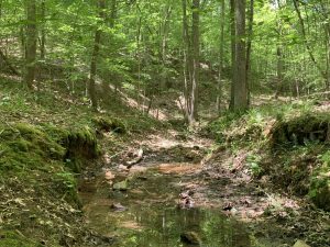 Old Hardwood & Flowing Creeks