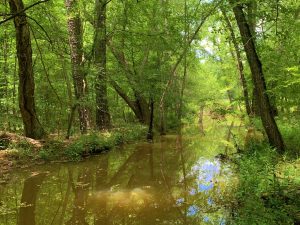 Buffalo Creek & Camp Site