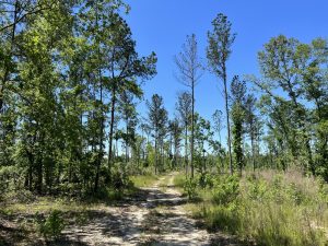 Affordable Hunting Acreage