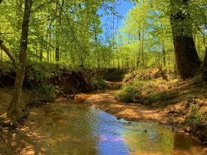 Buffalo Creek & Planted Pine
