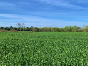 Dykes Road Farm