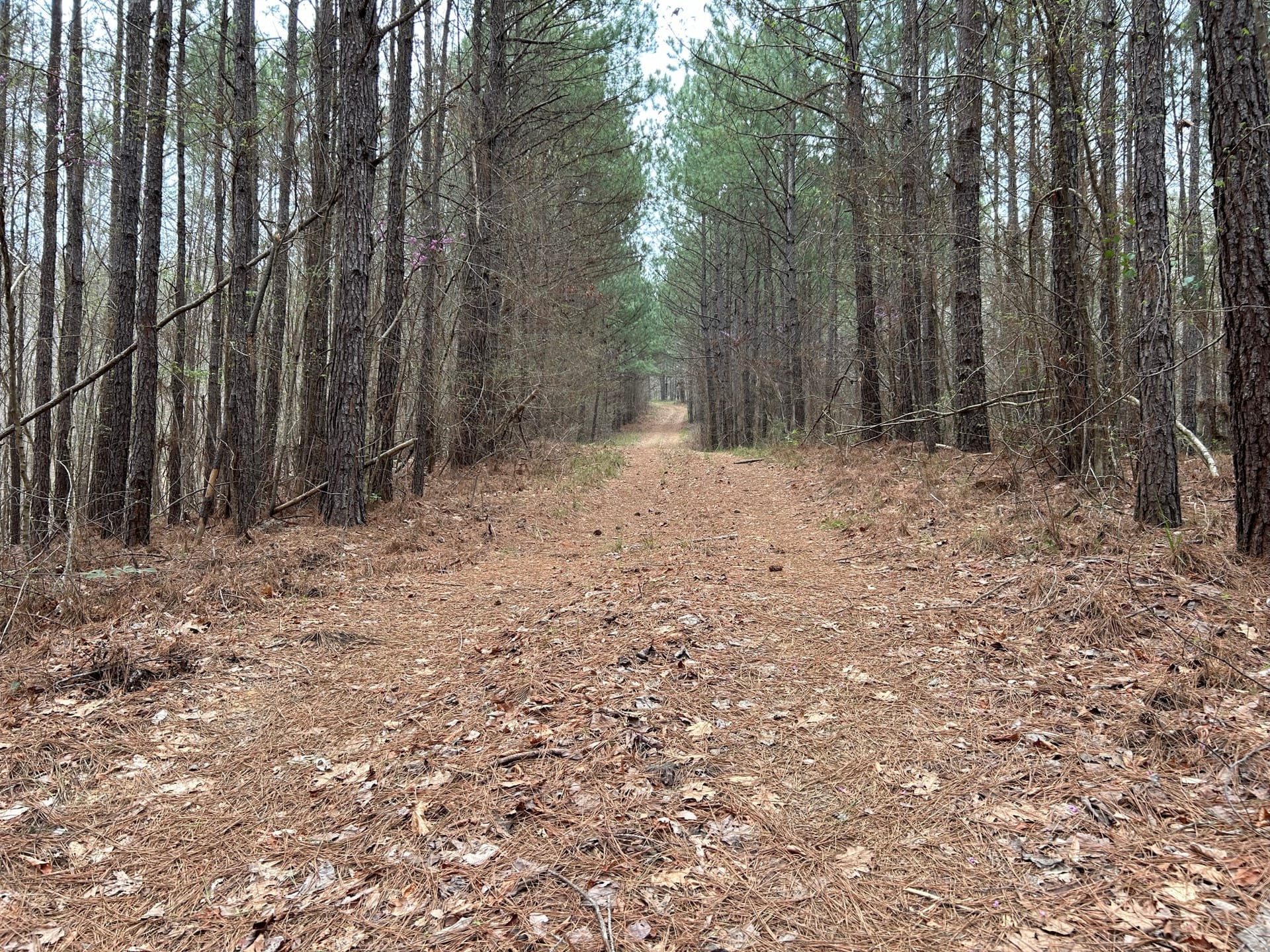 Timberland Investment & Recreation