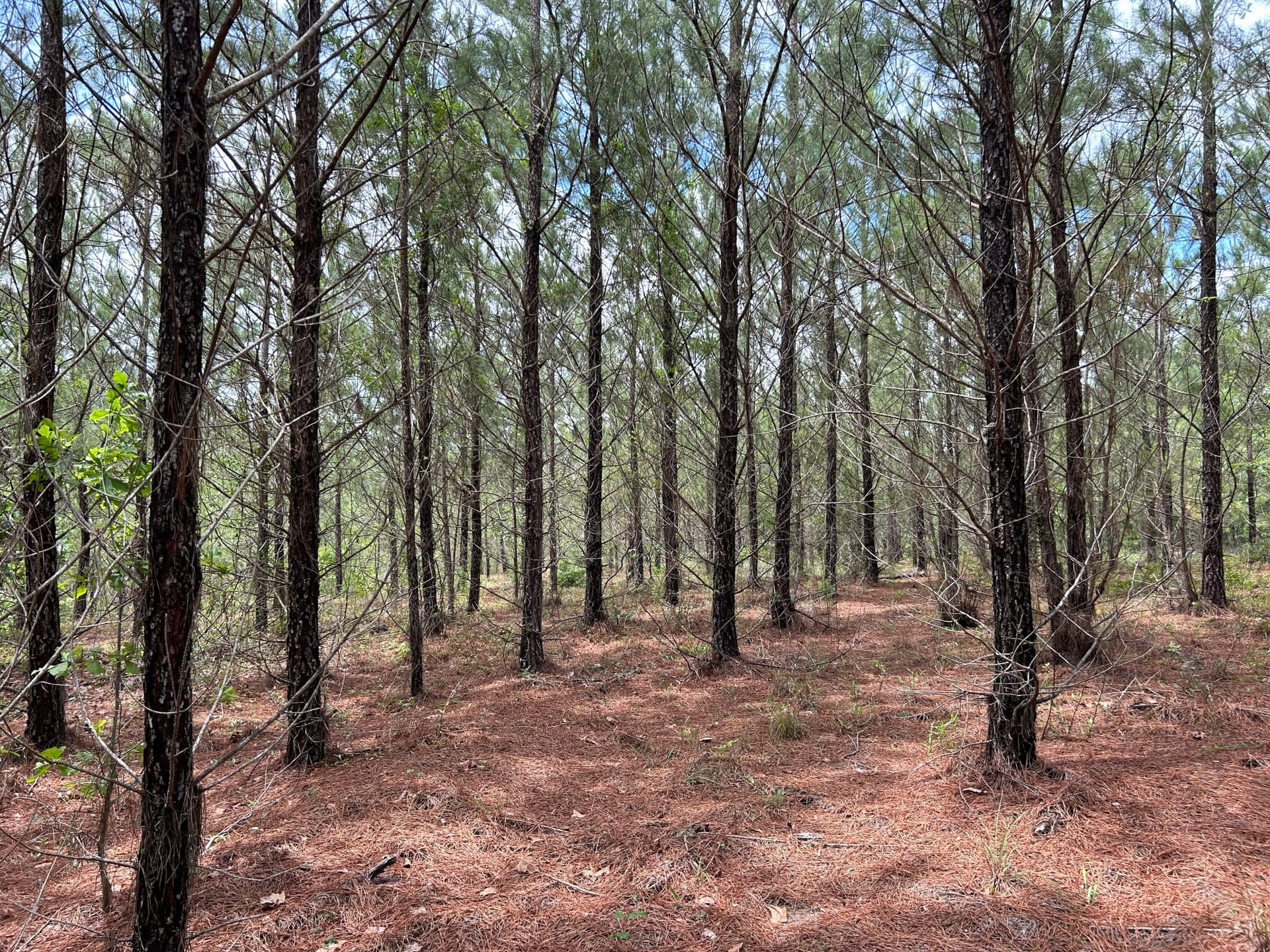 Planted Pine Investment & Recreation