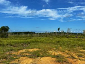 Edgewood Tree Farm