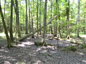 Saggus Road Oaks