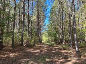 Marketable Pines & Rd Frontage